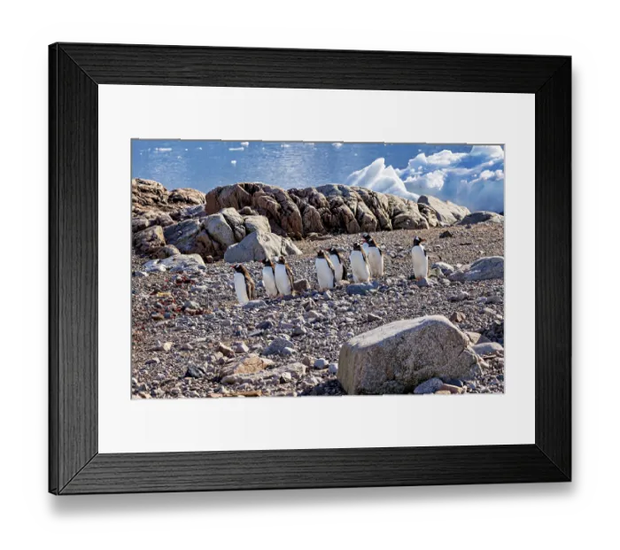 Framed Print : A group of penguins stands on a rocky area by the water Framed Print : A group of penguins stands on a rocky area by the water