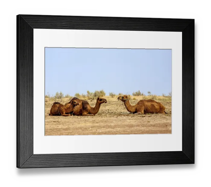 Framed Print : Dromedaries, Uzbekistan, Uzbekistan, Asia Framed Print : Dromedaries, Uzbekistan, Uzbekistan, Asia