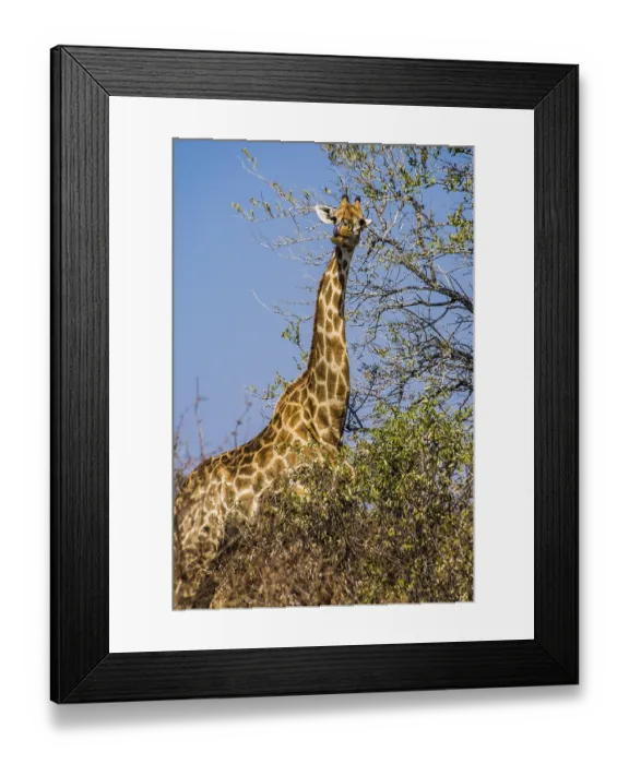 Framed Print : Giraffe (Giraffa), Kruger National Park Framed Print : Giraffe (Giraffa), Kruger National Park
