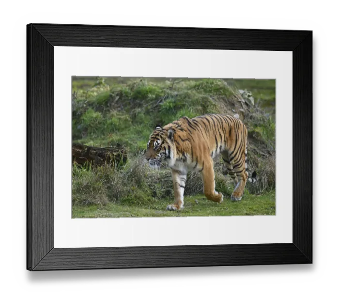 Framed Print : The Sumatran tiger (Panthera tigris sondaica) native to the Indonesian island of Sumatra Framed Print : The Sumatran tiger (Panthera tigris sondaica) native to the Indonesian island of Sumatra