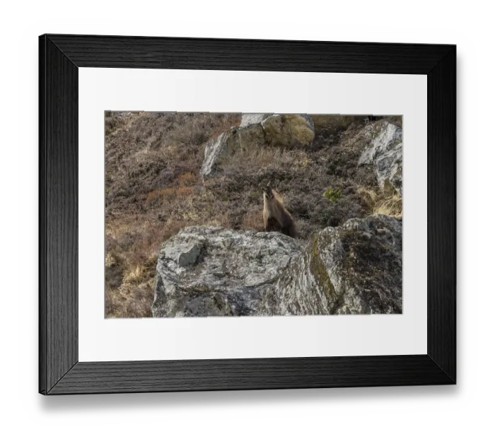 Framed Print : Himalayan tahr (Hemitragus jemlahicus)