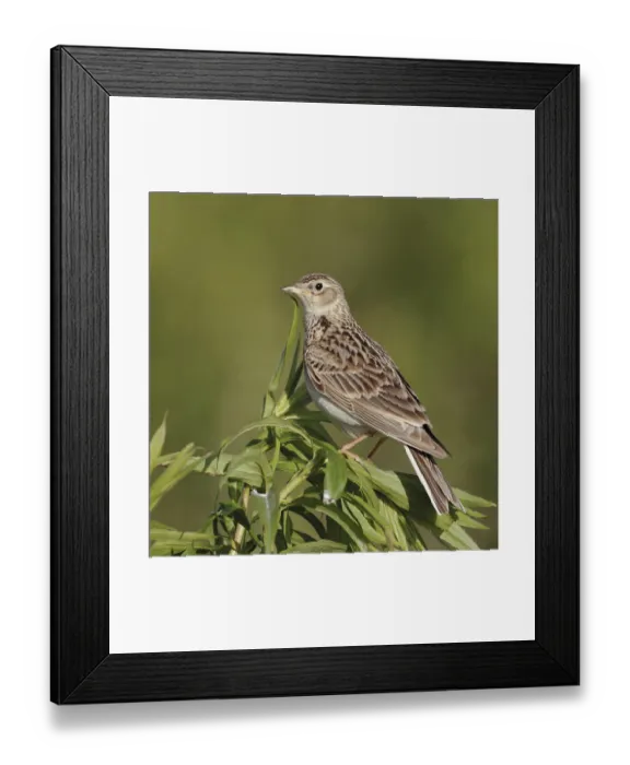 Framed Print : Attentive... Skylark (Alauda arvensis)