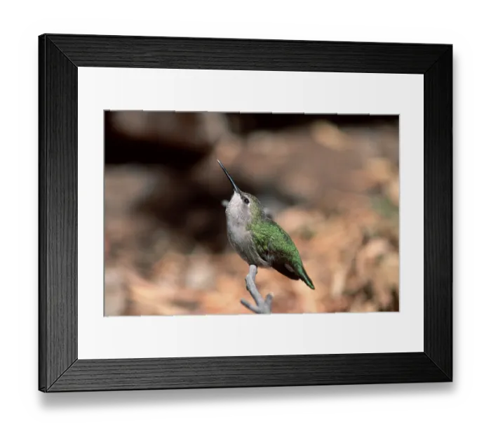 Framed Print : Black-chinned Hummingbird (Archilochus alexandri)
