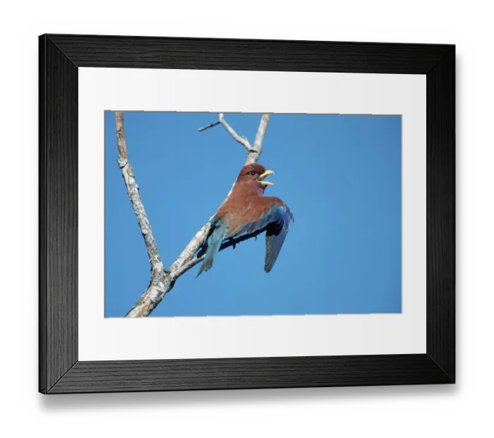 Framed Print : African Broad-billed Roller (Eurystomus glaucurus) Framed Print : African Broad-billed Roller (Eurystomus glaucurus)