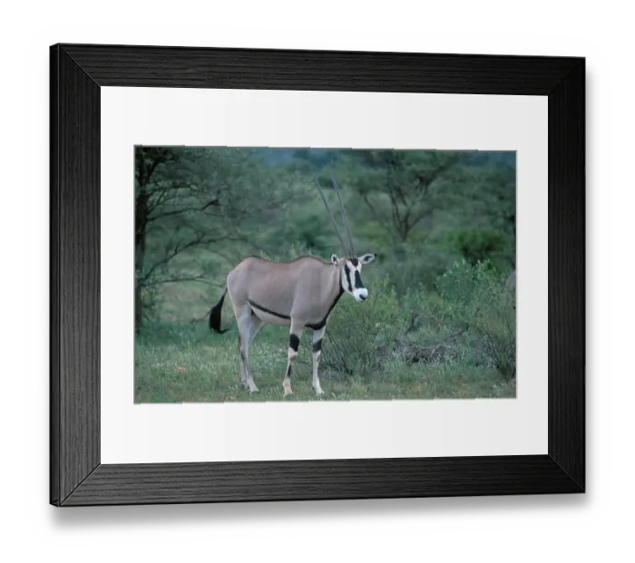 Framed Print : Oryx, Gemsbok (Oryx gazella), Samburu Game Reserve