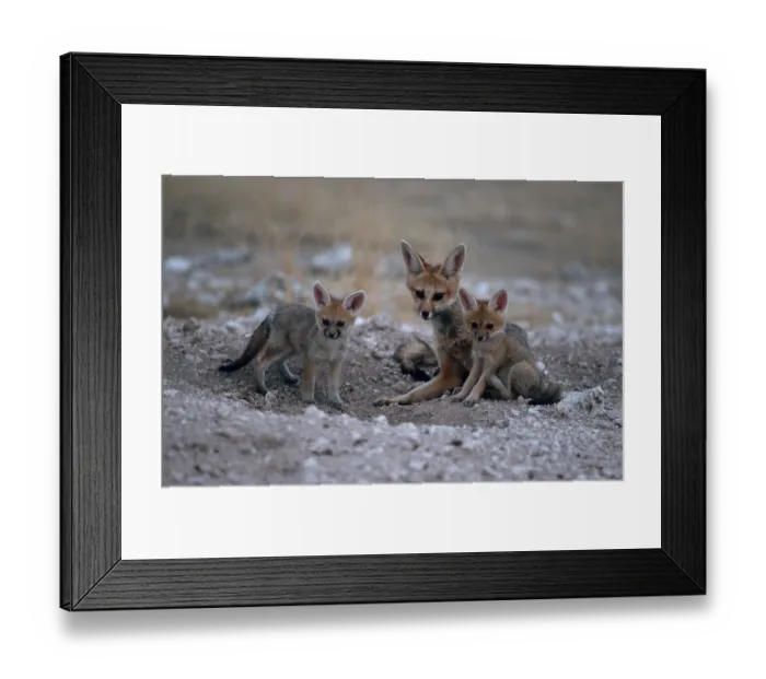 Framed Print : Cape Fox (Vulpes chama) with cubs at den