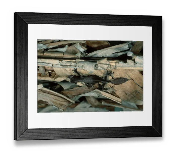 Framed Print : Fantastic Leaf-tailed Gecko, Madagascar