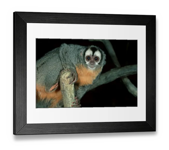 Framed Print : Night Monkey (Aotus trivirgatus)