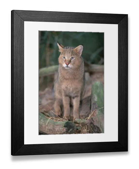 Framed Print : Jungle cat (Felis chaus)