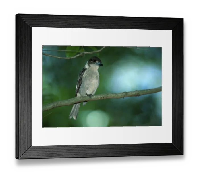 Framed Print : Gray Butcherbird, Australia (Cracticus torquatus) Framed Print : Gray Butcherbird, Australia (Cracticus torquatus)