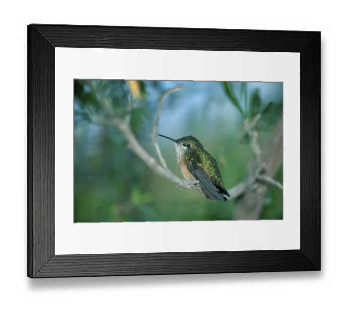 Framed Print : Calliope Hummingbird, male, Sonora desert Framed Print : Calliope Hummingbird, male, Sonora desert