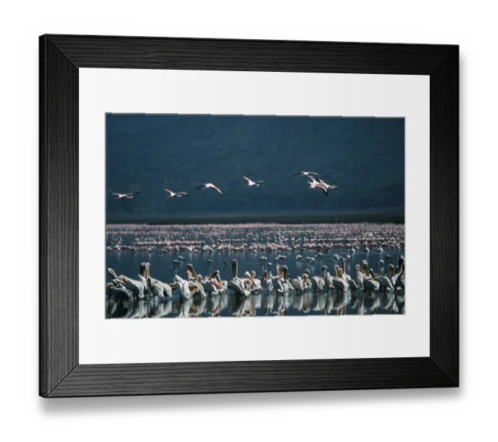 Framed Print : White Pelicans (Pelecanus onocrotalus) and Flamingos