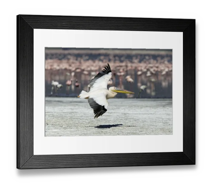 Framed Print : White Pelican (Pelecanus onocrotalus)