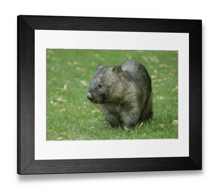 Framed Print : Common common wombat (Vombatus ursinus)