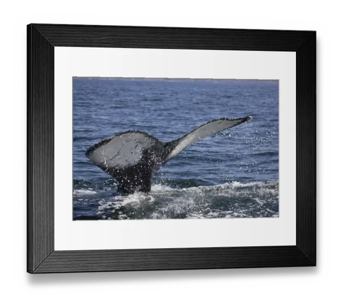Framed Print : Humpback whale (Megaptera novaeangliae)