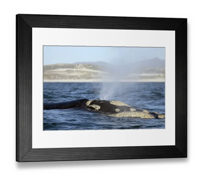 Framed Print : Southern Right Whale (Eubalaena australis) Framed Print : Southern Right Whale (Eubalaena australis)