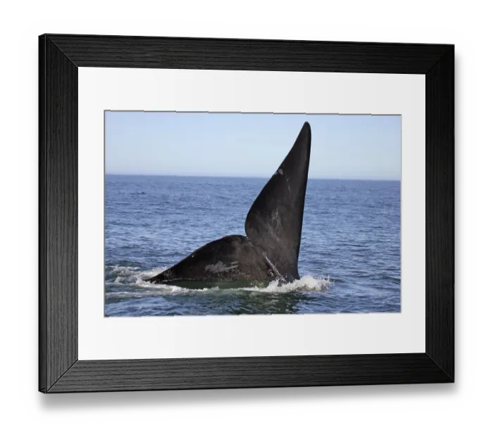 Framed Print : Southern Right Whale (Eubalaena australis)