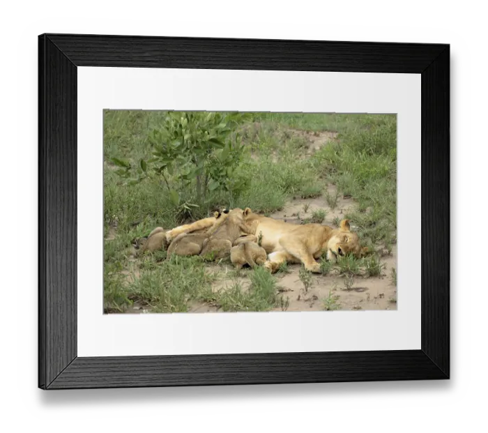 Framed Print : African Lions (Panthera leo), lioness nursing cubs