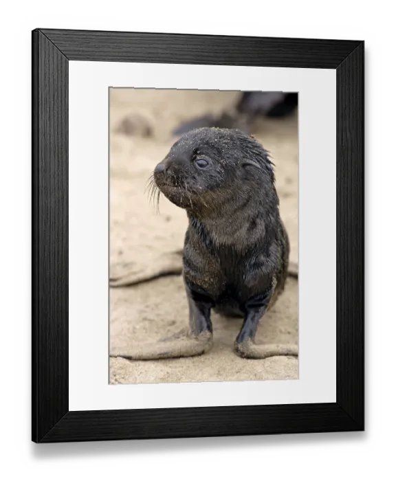 Framed Print : Young South African Fur Seal (Arctocephalus pusillus) Framed Print : Young South African Fur Seal (Arctocephalus pusillus)