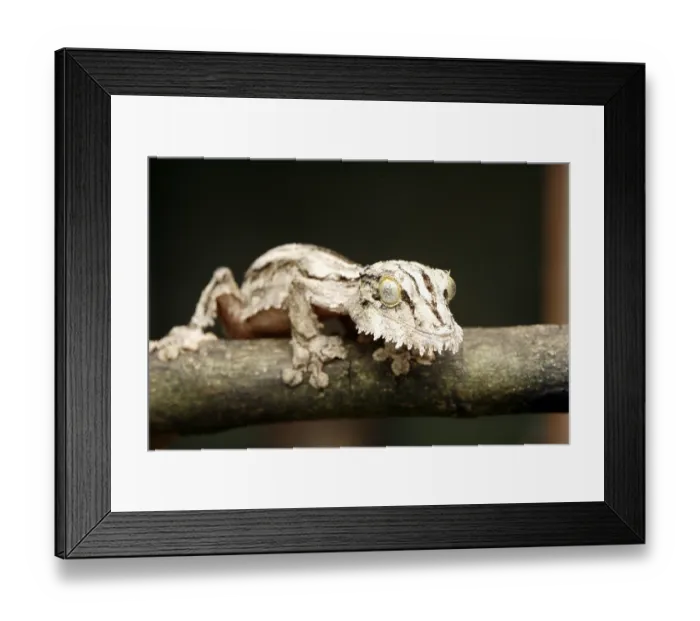 Framed Print : Mossy mossy leaf-tailed gecko (Uroplatus sikorae)