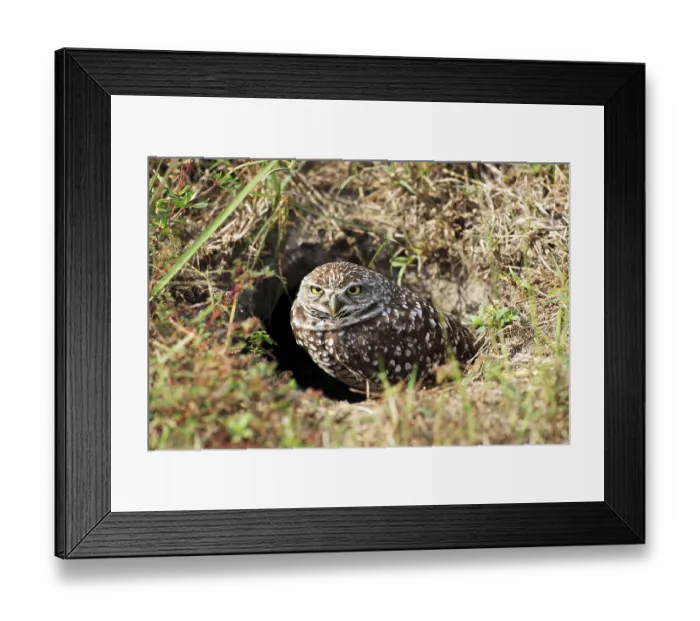 Framed Print : Burrowing owl (Athene cunicularia) at the cave entrance