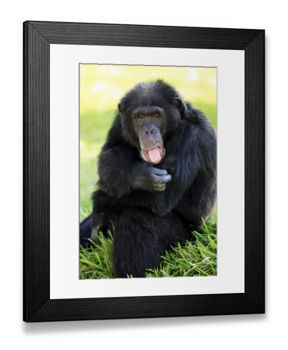 Framed Print : Common chimpanzee (Pan troglodytes) Framed Print : Common chimpanzee (Pan troglodytes)
