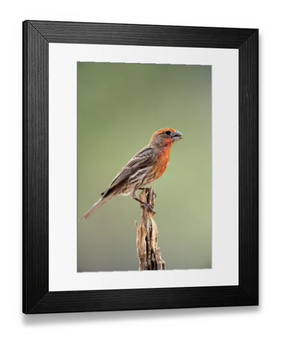 Framed Print : House finch (Carpodacus mexicanus)