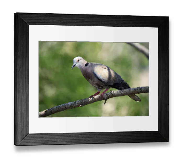 Framed Print : African Mourning Dove (Streptopelia decipiens)