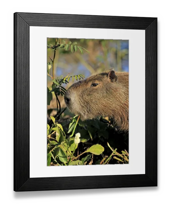 Framed Print : Capybara (Hydrochoerus hydrochaeris) Framed Print : Capybara (Hydrochoerus hydrochaeris)