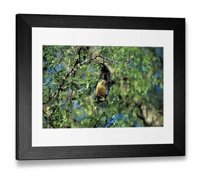 Framed Print : Madagacar Fruit Bat (Pteropus rufus)