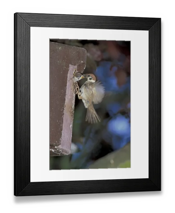 Framed Print : Tree Sparrow (Passer montanus) Framed Print : Tree Sparrow (Passer montanus)