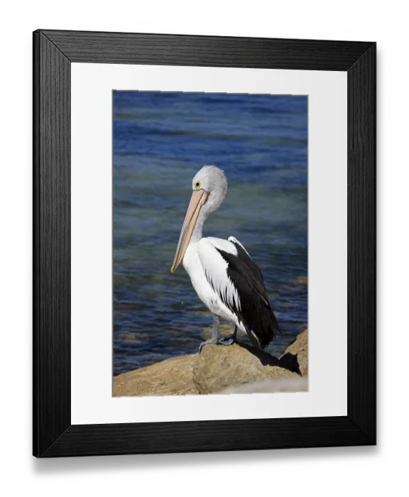 Framed Print : Australian Pelican (Pelecanus conspicillatus) Framed Print : Australian Pelican (Pelecanus conspicillatus)