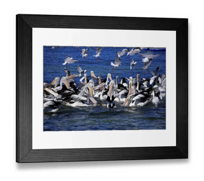 Framed Print : Australian Pelicans (Pelecanus conspicillatus) Framed Print : Australian Pelicans (Pelecanus conspicillatus)