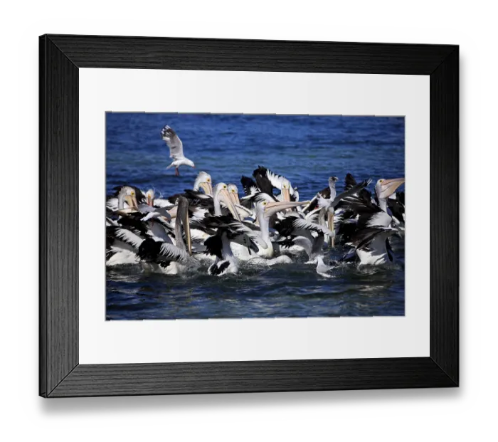 Framed Print : Australian Pelicans (Pelecanus conspicillatus) Framed Print : Australian Pelicans (Pelecanus conspicillatus)