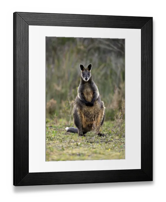 Framed Print : Swamp Wallaby (Wallabia bicolor)