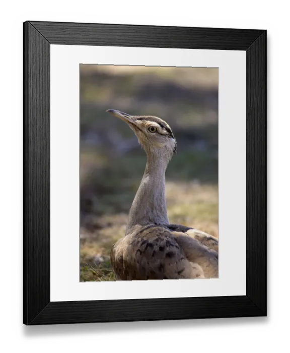 Framed Print : Australian Bustard (Ardeotis australis)