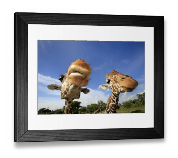 Framed Print : Reticulated (Giraffa camelopardalis reticulata) Giraffes