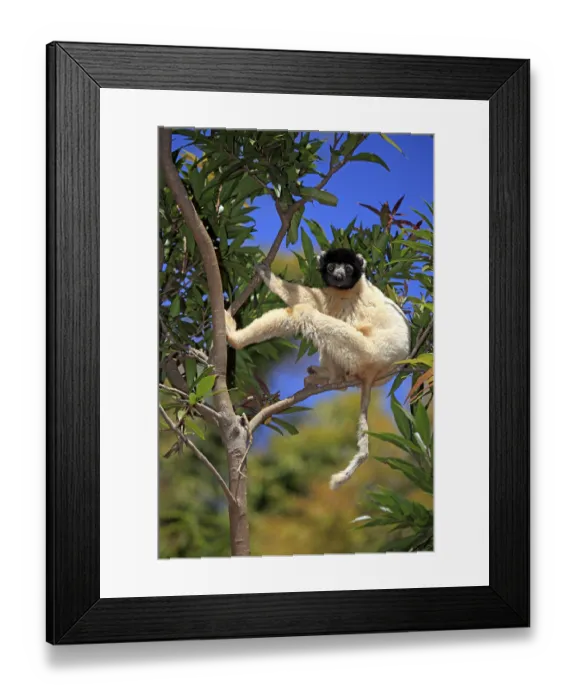 Framed Print : Crowned Sifaka, Madagascar (Propithecus verreauxi coronatus)
