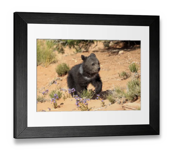 Framed Print : Grizzly bear (Ursus arctos horribilis)