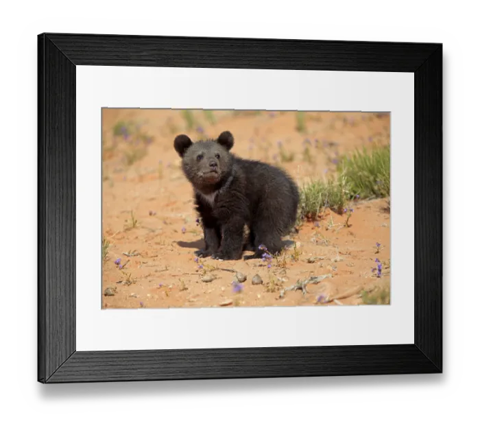 Framed Print : Grizzly bear (Ursus arctos horribilis) Framed Print : Grizzly bear (Ursus arctos horribilis)