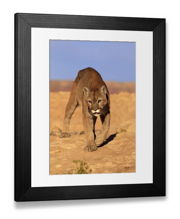 Framed Print : Cougar, Monument Valley, Utah (Felis concolor) Framed Print : Cougar, Monument Valley, Utah (Felis concolor)
