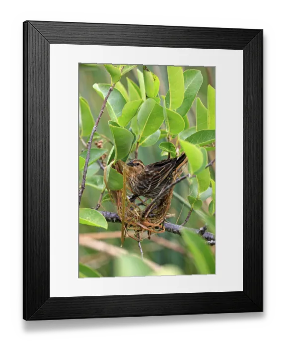 Framed Print : Red-winged blackbird (Agelaius phoeniceus)