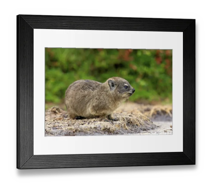 Framed Print : Rock Dassie (Procavia capensis) Framed Print : Rock Dassie (Procavia capensis)