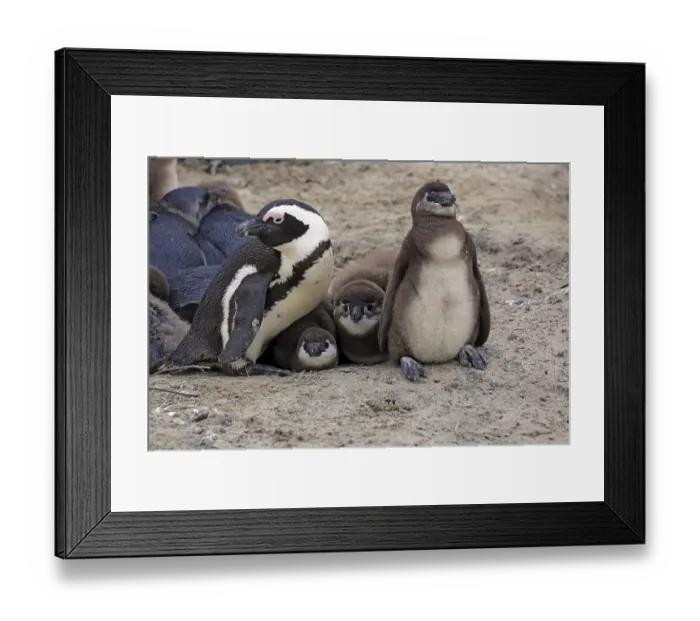 Framed Print : African penguin (Spheniscus demersus) with young