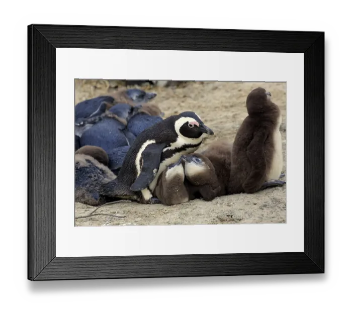 Framed Print : African penguin (Spheniscus demersus) with young