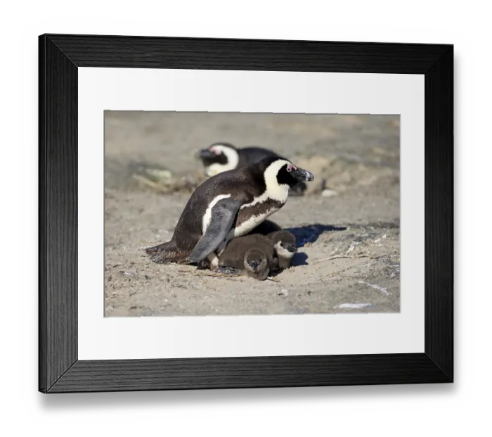 Framed Print : African penguin (Spheniscus demersus) and juveniles Framed Print : African penguin (Spheniscus demersus) and juveniles
