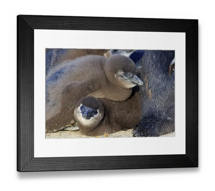Framed Print : African penguin (Spheniscus demersus) Framed Print : African penguin (Spheniscus demersus)