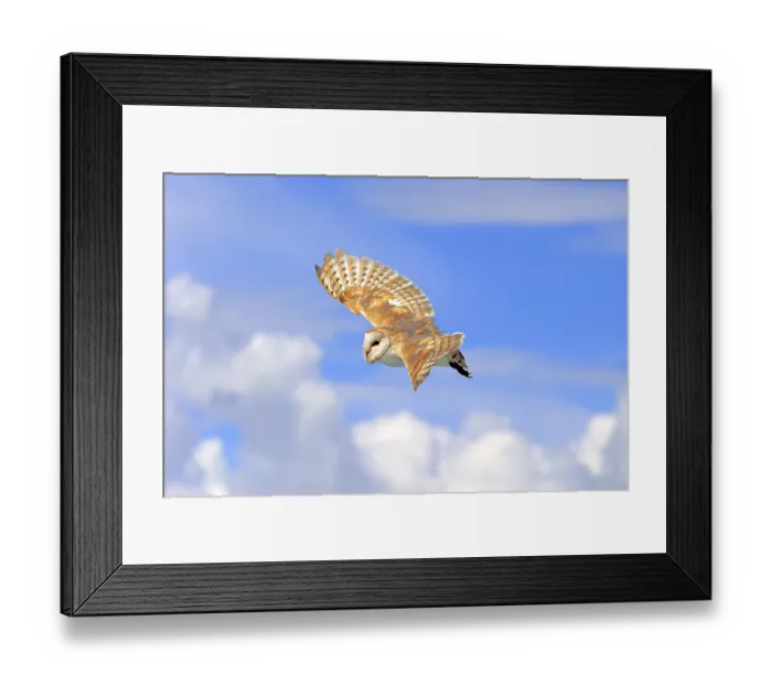 Framed Print : Common barn owl (Tyto alba), Eifel