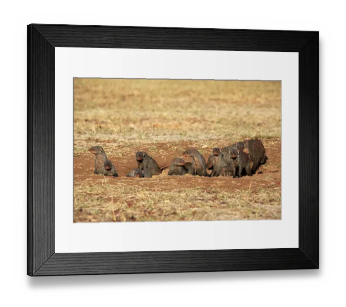 Framed Print : Banded mongoose (Mungos mungo) Framed Print : Banded mongoose (Mungos mungo)