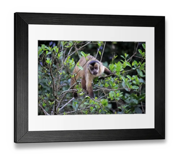 Framed Print : Tufted capuchin (Cebus apella)